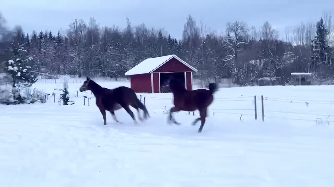 Dressyr hästar till salu: Trevlig valack för dressyrbanan!  - Video 3