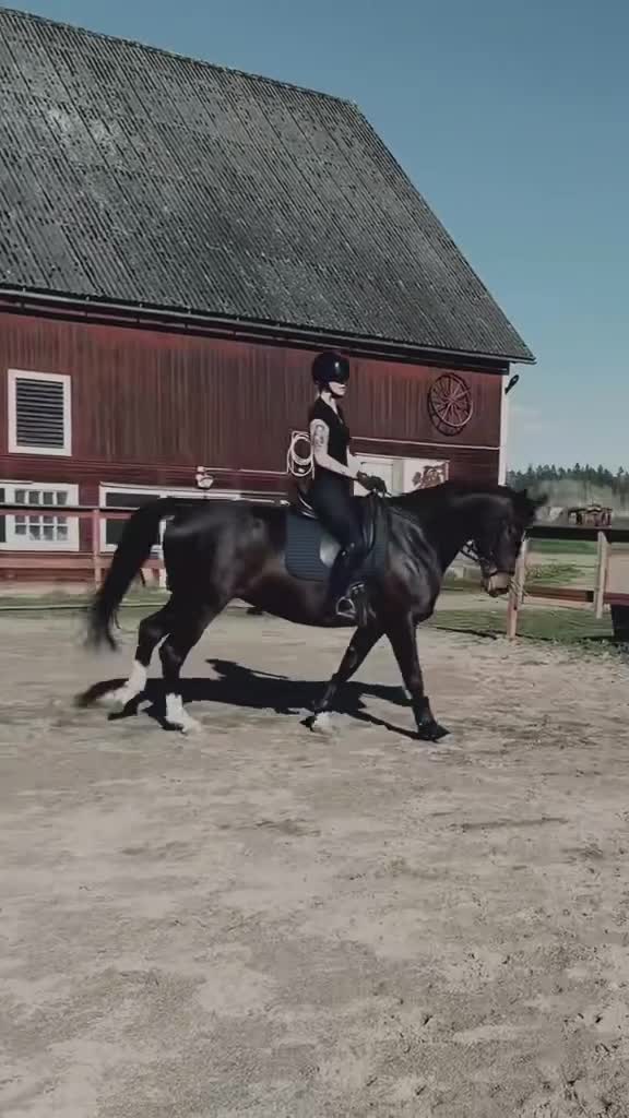 Allround hästar till salu: Fantastiskt halvblodssto - Video 1