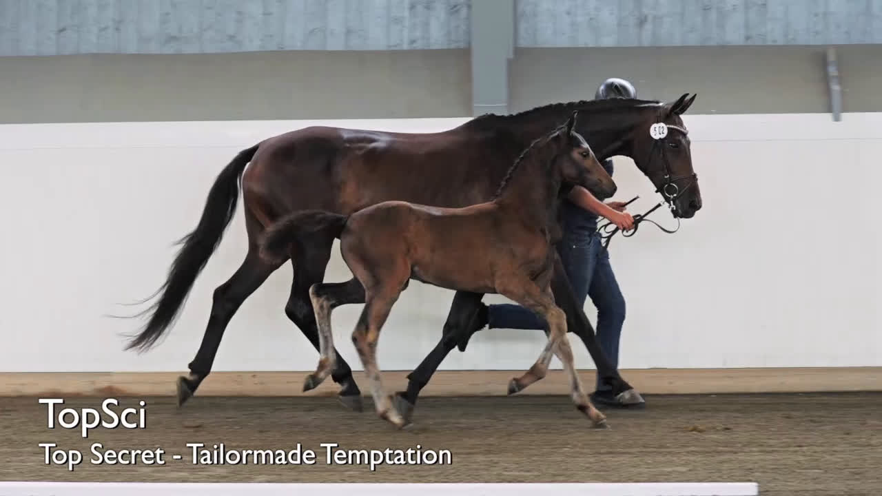 Dressyr hästar till salu: Toppkvalitét e: Top Secret - Video 2