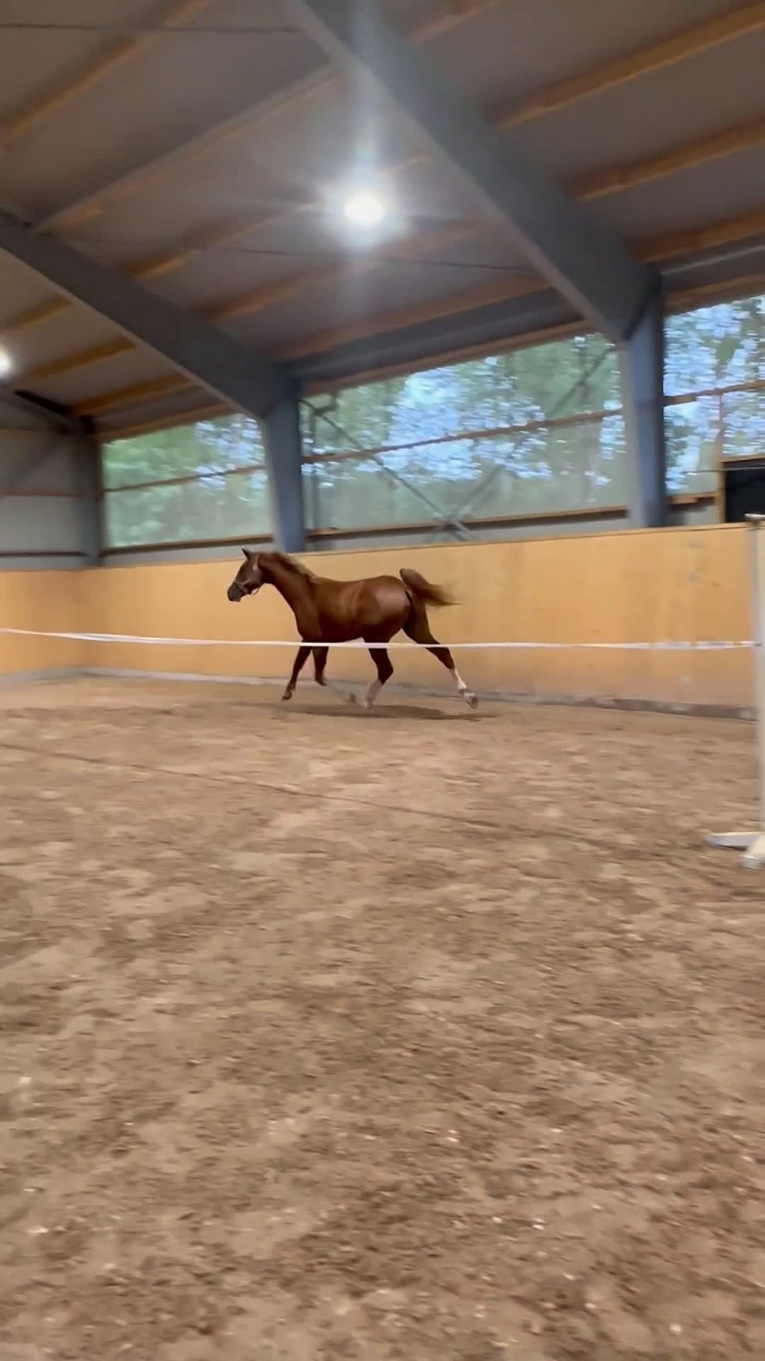 Hoppning hästar till salu: Mycket lovande & fin 5 åring - Video 2