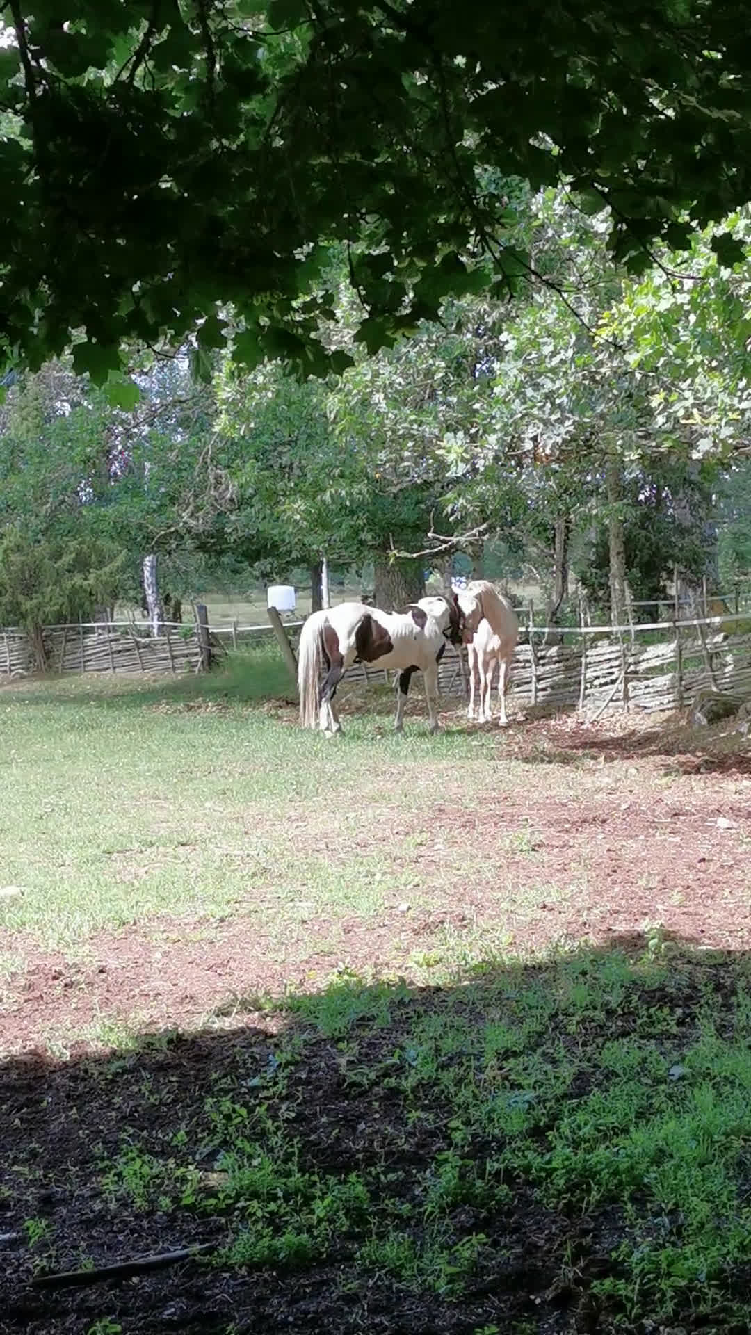  avel finnes: 98%arab skäck  - Video 4