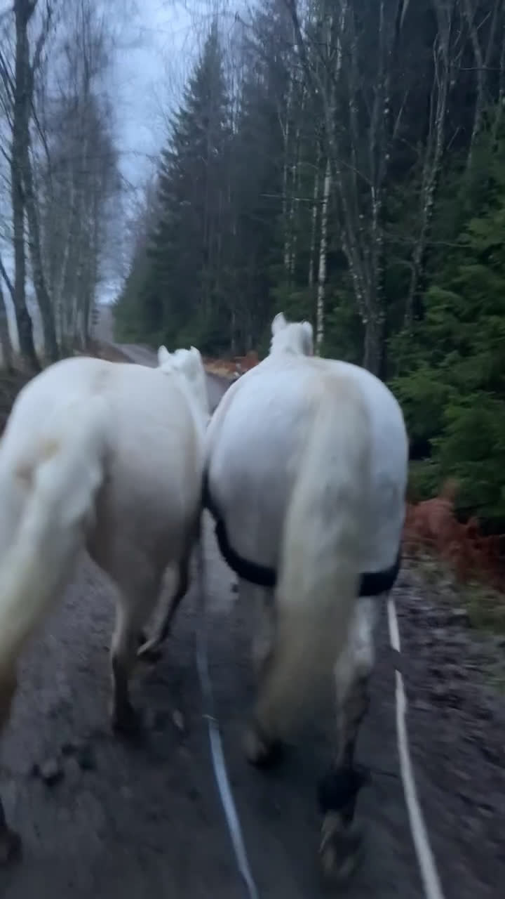 Western hästar till salu: Intressekoll - Video 1