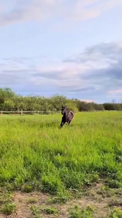 Dressyr hästar till salu: Välstammad hingst av internationell modell i Västerås - Video 2