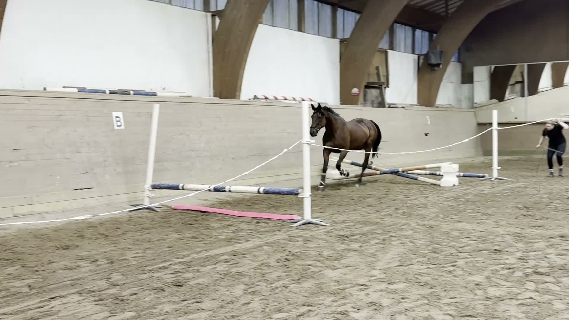 Allround hästar till salu: Ett sto för framtiden ⭐️ i Lakene - Video 2