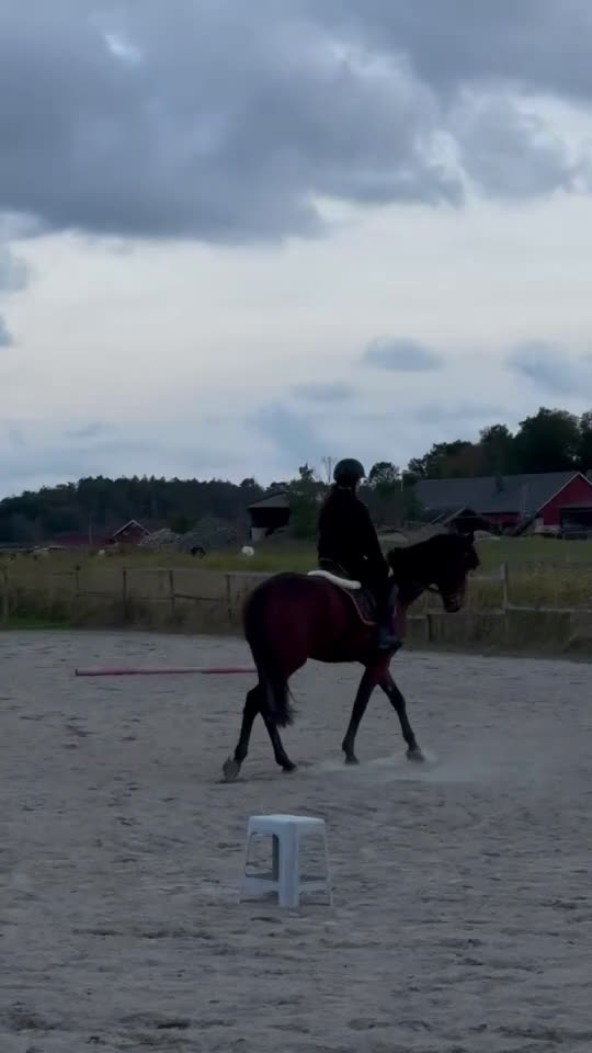 Allround hästar till salu: Valack med stor potential - Video 2