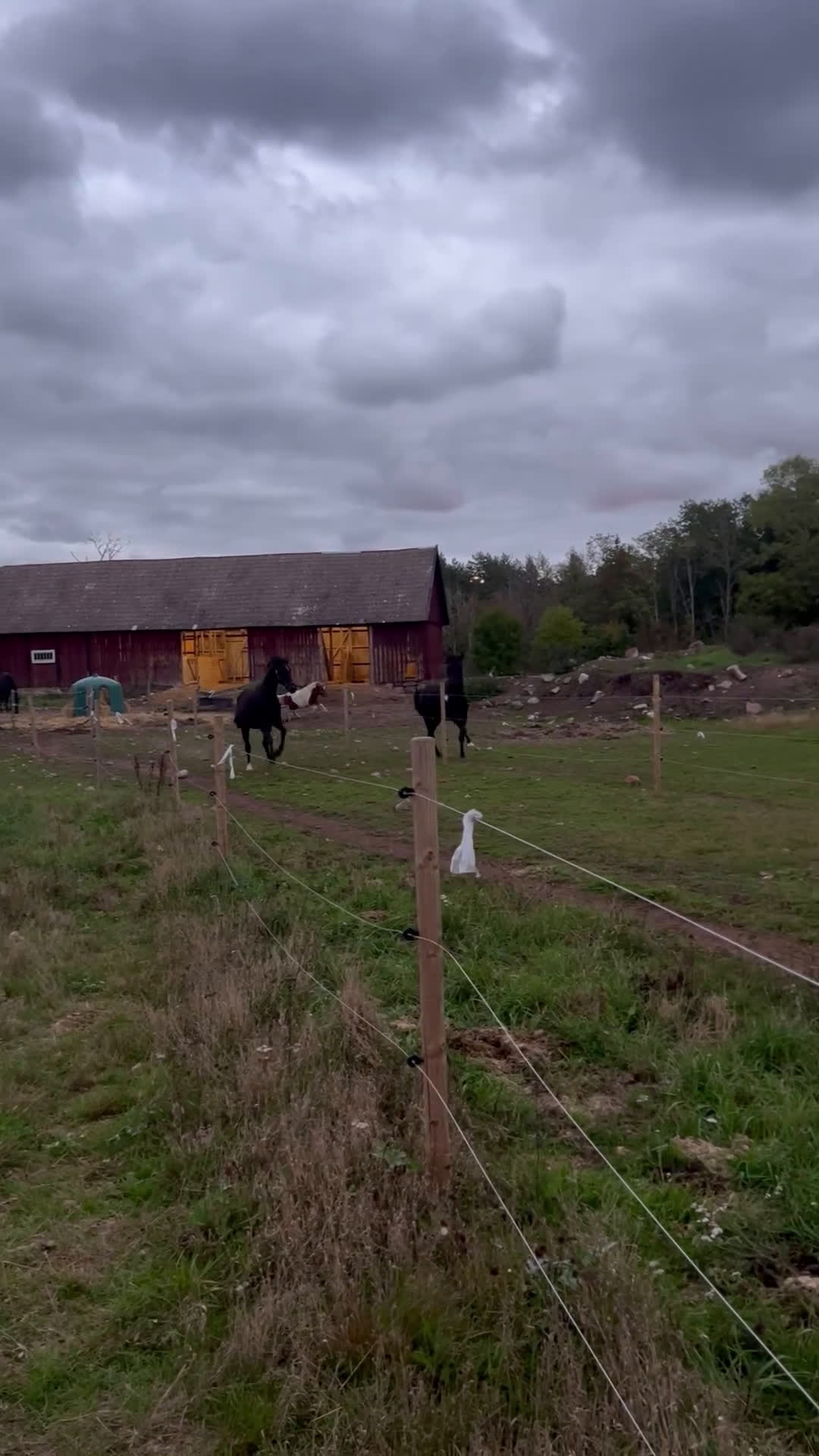 Dressyr hästar till salu: Snyggt, feminint sto e BH St Schufro  i Fågelmara - Video 4