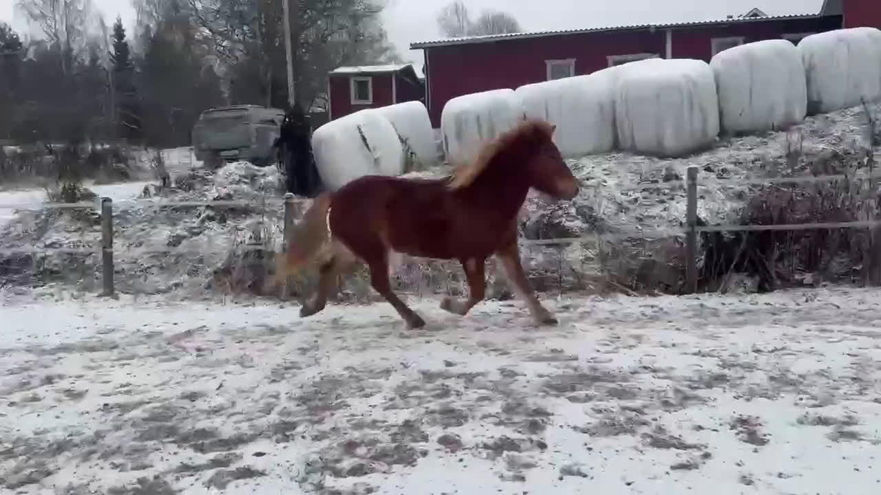 Island hästar till salu: Lovande sto i Våmhus - Video 1