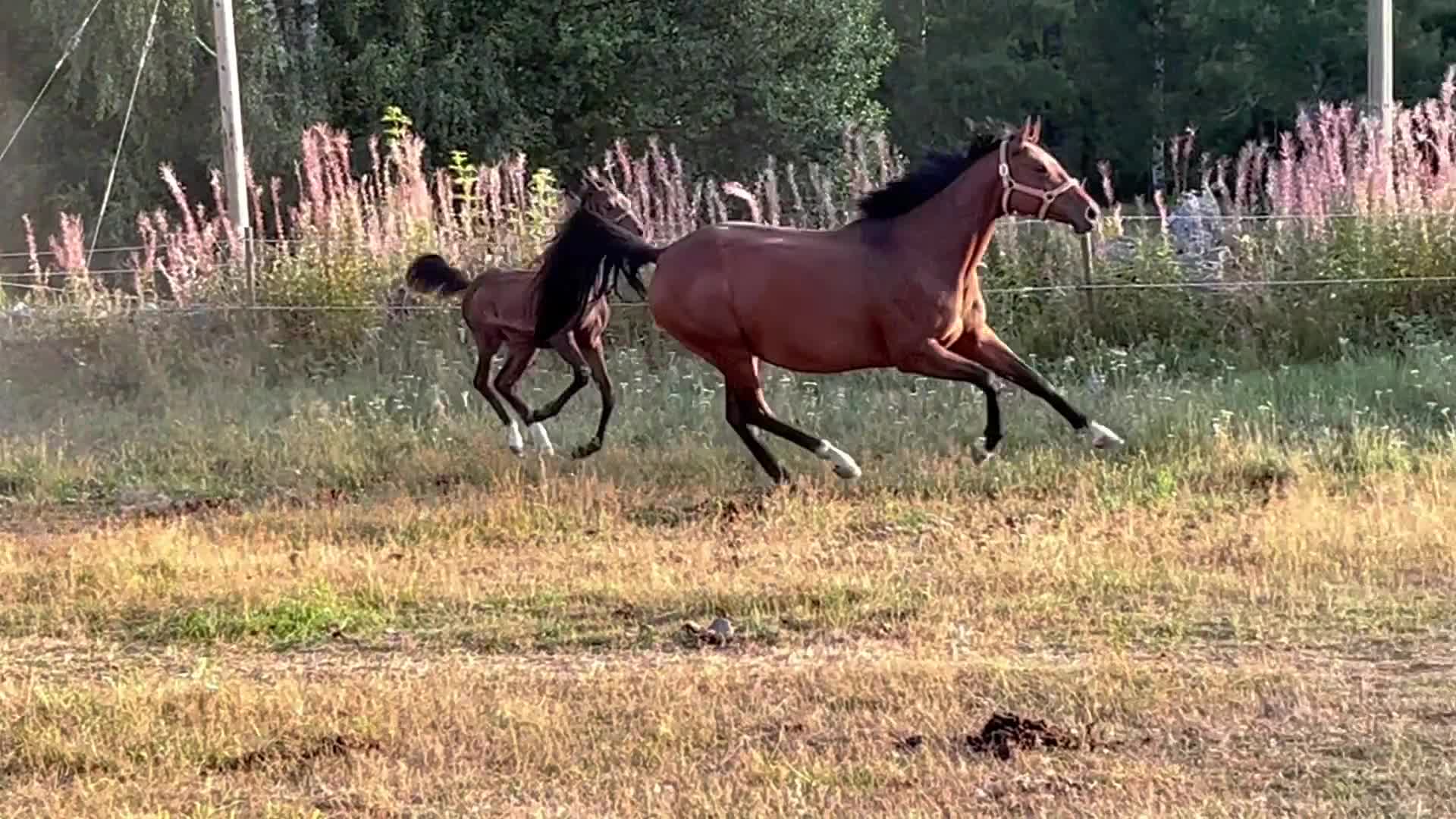 Dressyr hästar till salu: ✨ Lovande hingstföl med stark dressyrstam ✨ - Video 5