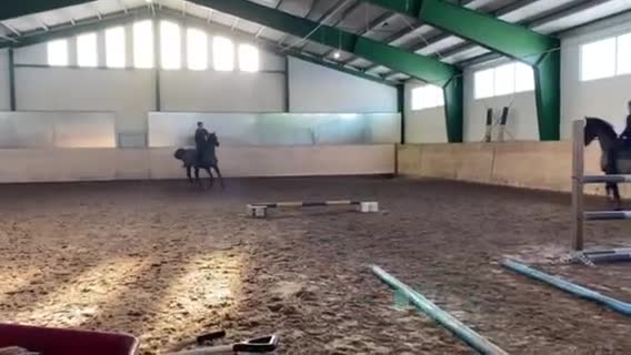 Allround hästar till salu: Välutbildad gentleman - Video 1