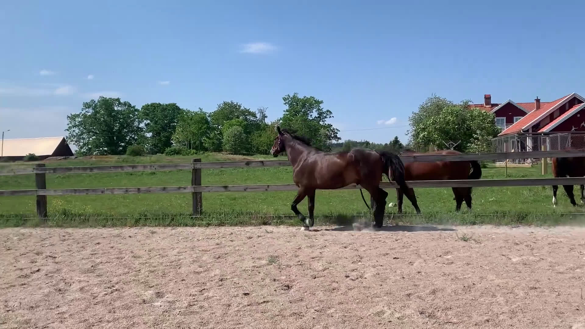 Hoppning hästar till salu: Bruno söker nytt hem i Växjö - Video 1