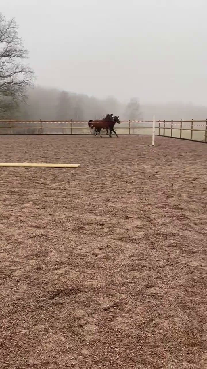 Allround hästar till salu: Gulsvart hingst -24 - Video 2