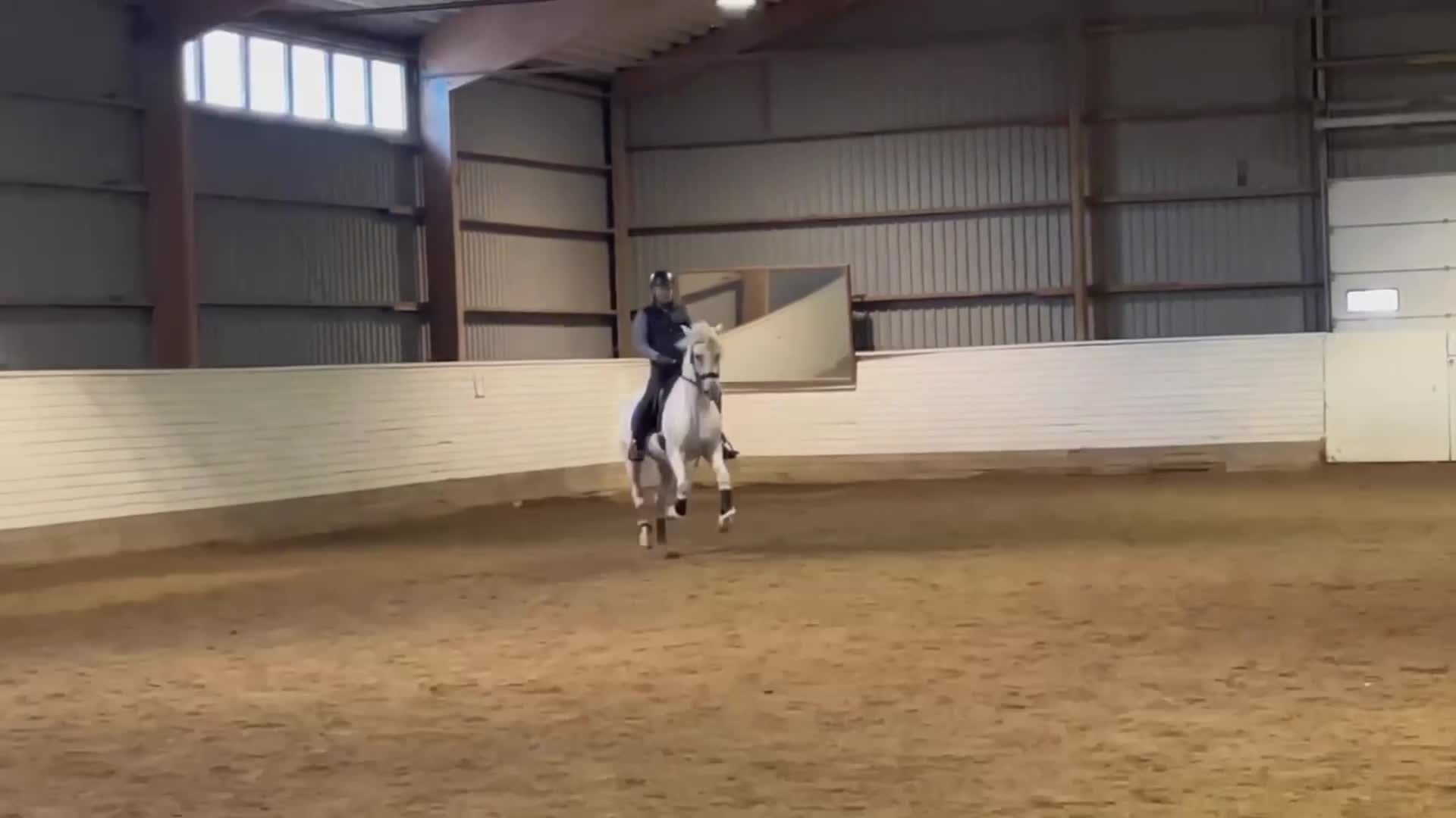 Dressyr hästar till salu: Uttrycksfull och mycket vacker lusitano - Video 1