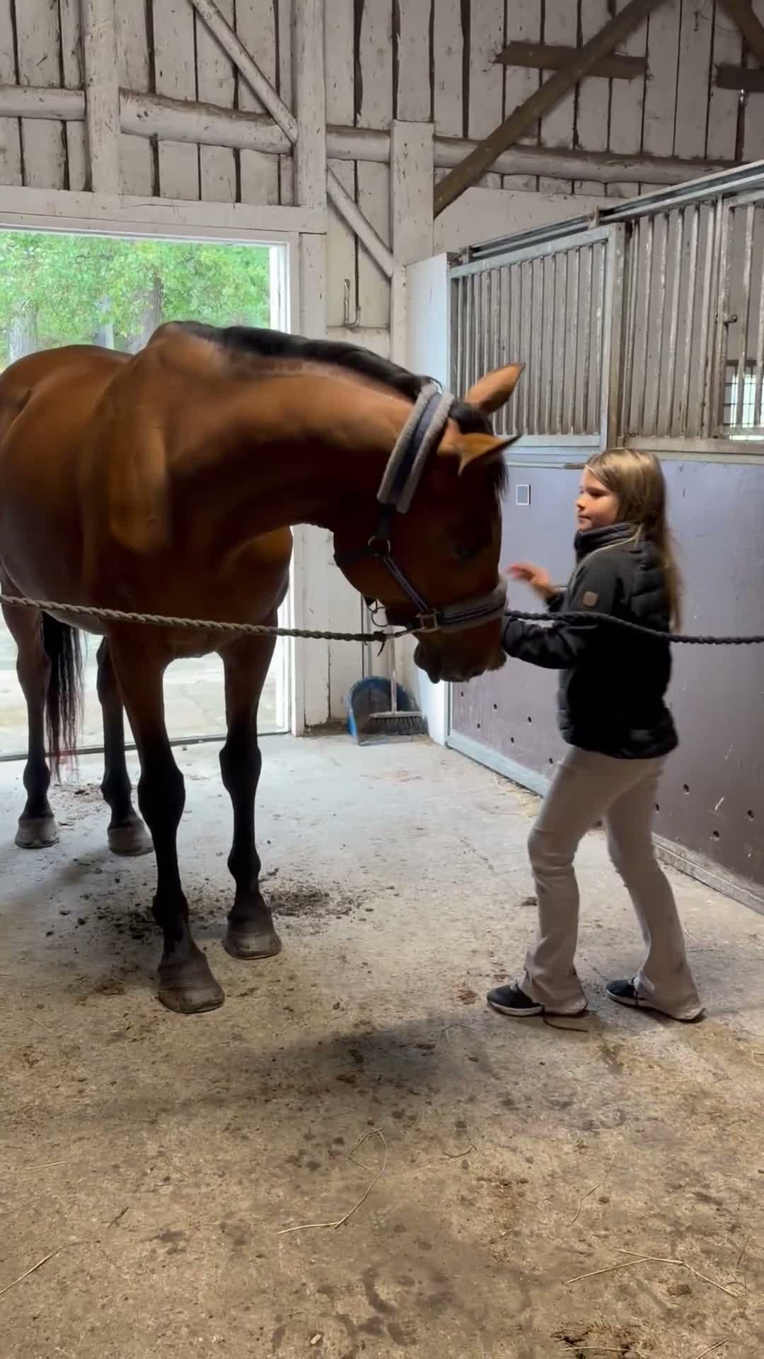 Allround hästar till salu: ✨Ett fantastiskt snällt sto med kvalitet✨ - Video 5