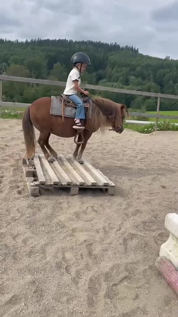 Övrigt hästar till salu: Vackert AMHA sto - Video 4
