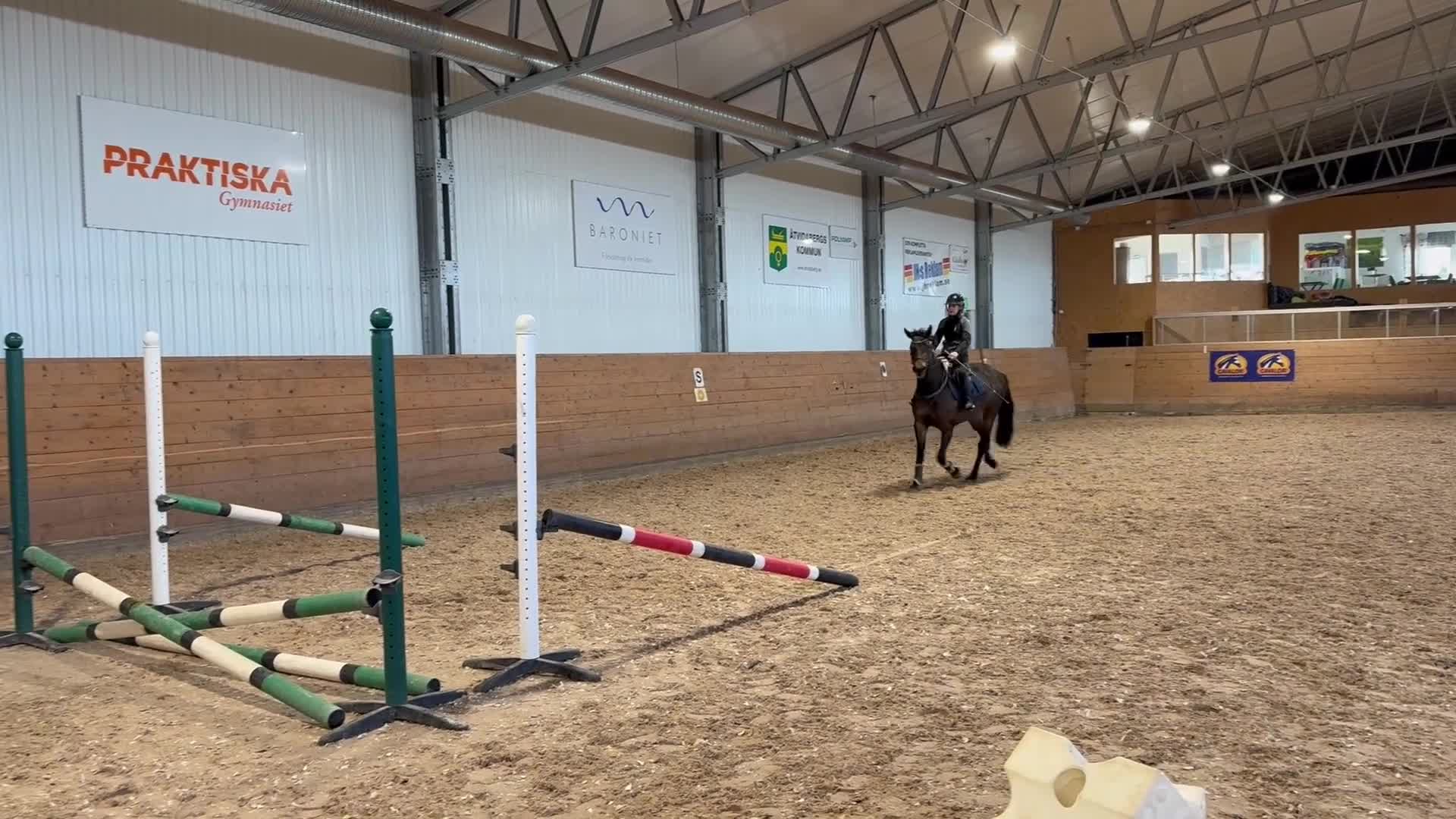 Hoppning hästar till salu: Trevlig 4åring - Video 3