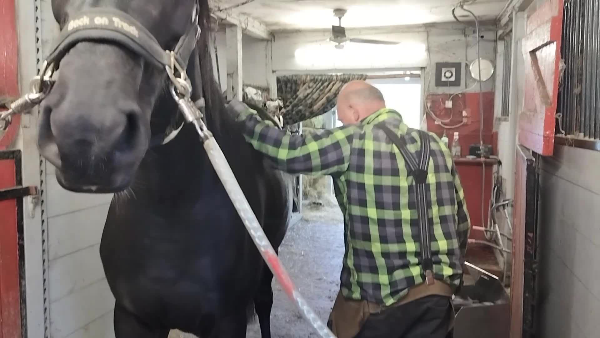 Allround hästar till salu: Trevlig 3-årig halvblodsvalack - Video 1