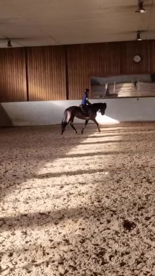 Hoppning hästar till salu: Trevlig häst med framtiden för sig - Video 1