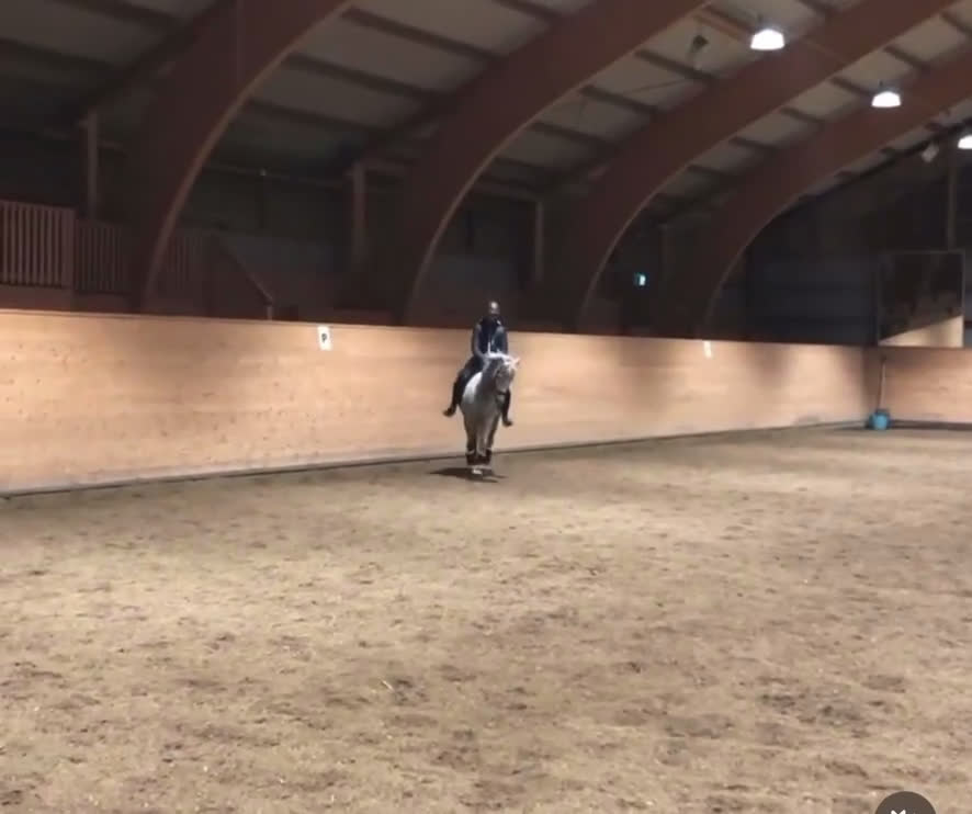 Dressyr hästar till salu: Världens bästa ponny - Video 3