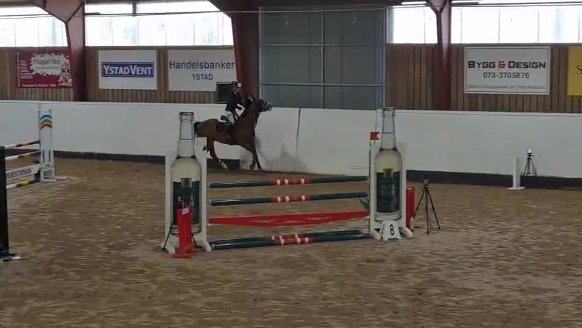 Hoppning hästar till salu: Sto med härlig personlighet ⭐️ - Video 4