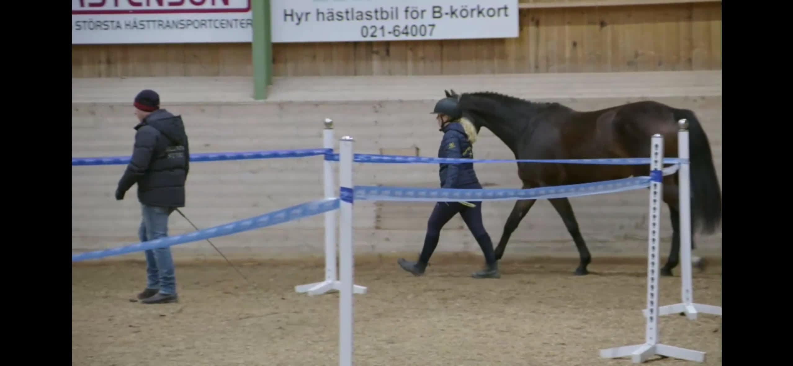 Hoppning hästar till salu: Vackert sto med lovande framtidsutsikter! - Video 4