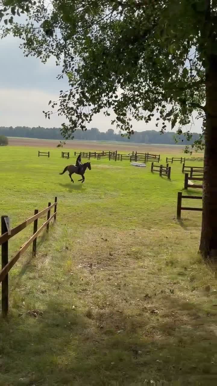 Allround hästar till salu: En bästa vän - Video 4