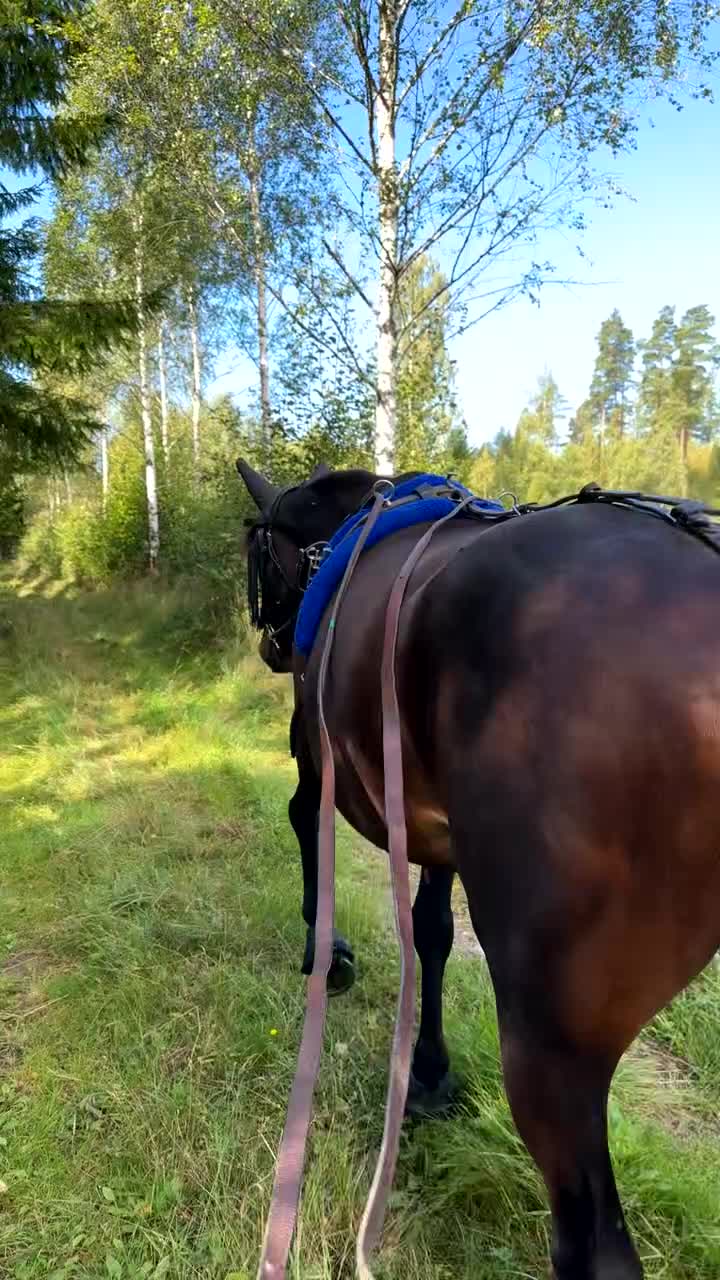Trav hästar till salu: Trevligt sto med fin stam i Furuby - Video 1