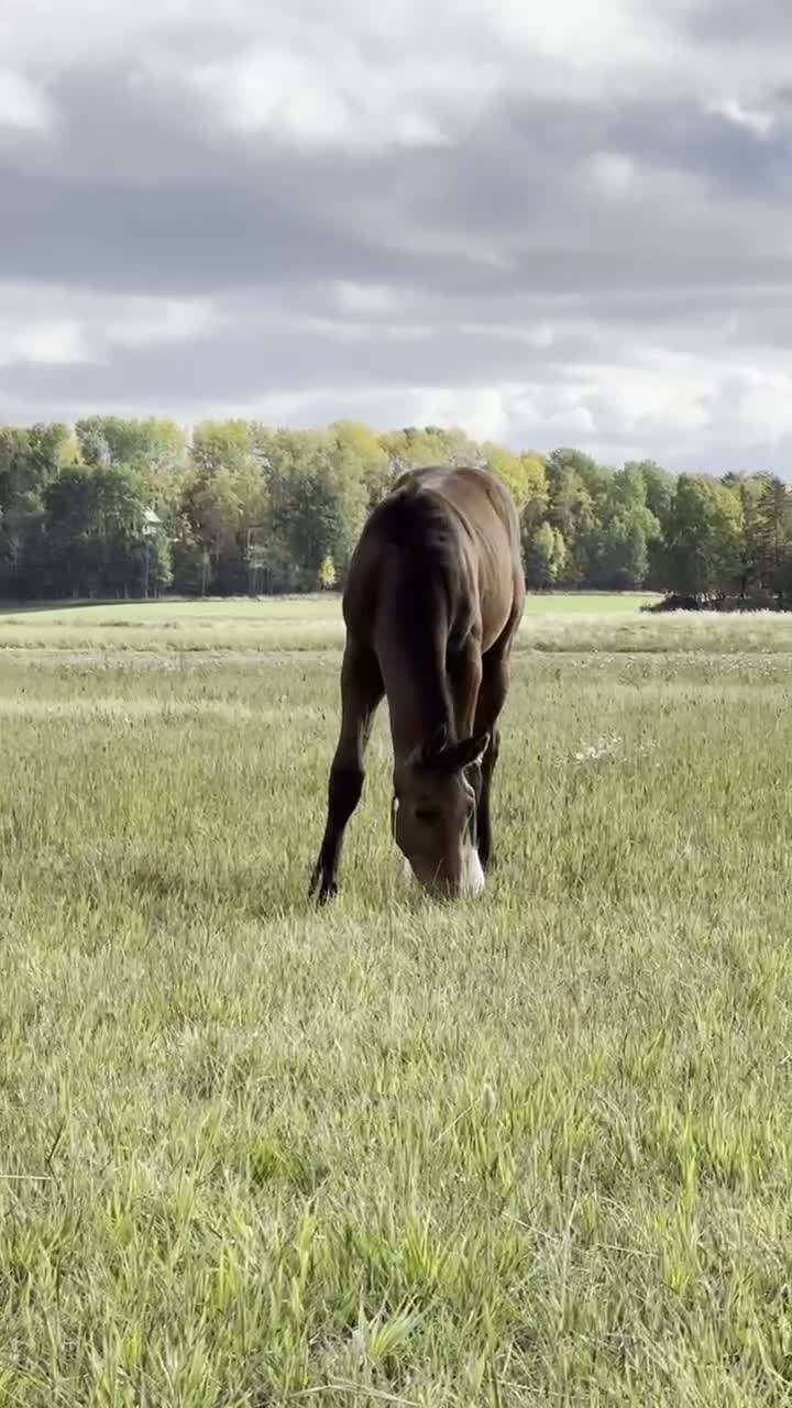 Hoppning hästar till salu: Exklusivt hingstföl med internationell hoppstam - Video 2