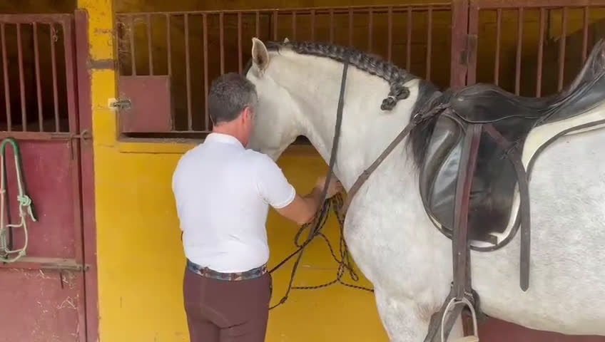 Allround hästar till salu: Underbar häst PRE  i Bredared - Video 1