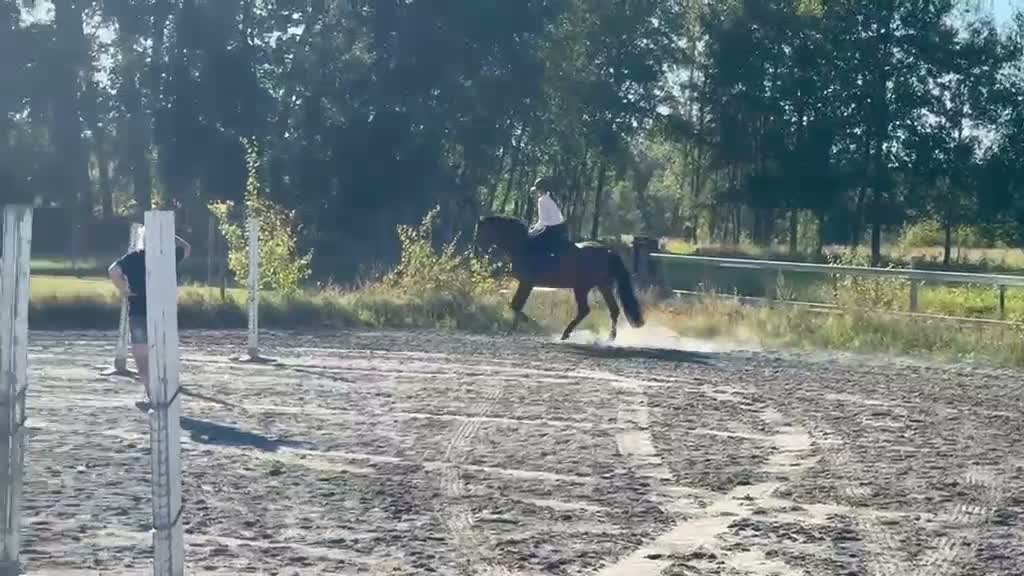 Hoppning hästar till salu: Personlig sto med stort hjärta - Video 1