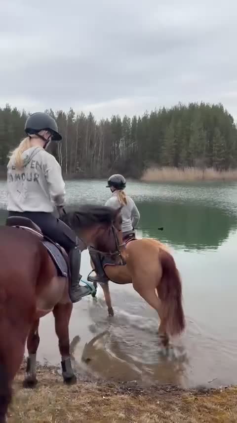 Allround hästar till salu: Läromästare med hjärta av guld! ❤️ - Video 3