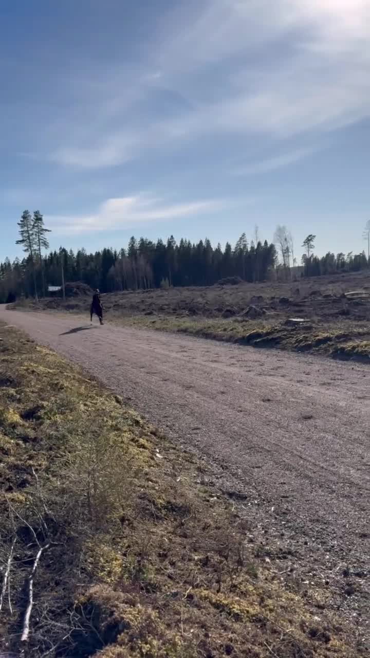 Allround hästar till salu: Snällaste killen söker nytt hem - Video 3