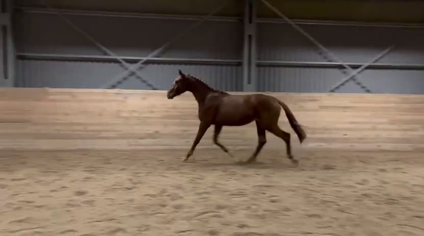 Dressyr hästar till salu: Underbar 3 års hingst - Video 2