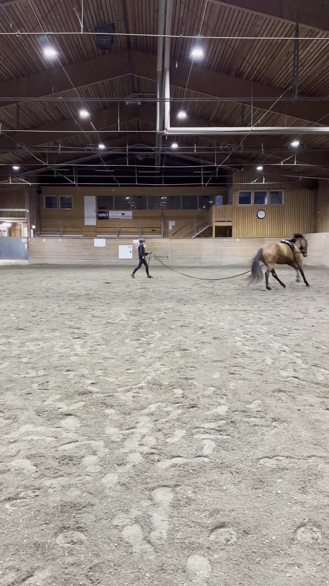 Allround hästar till salu:  Trevlig fullblodsvalack  - Video 2