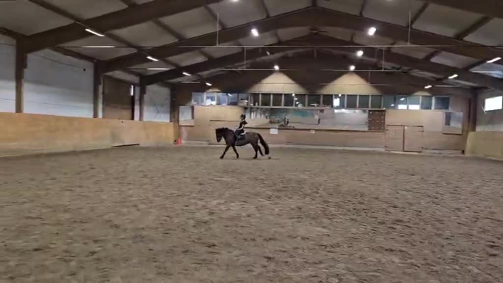 Dressyr hästar till salu: 🌟 D-ponny säljes – snäll och mysig och lugn 🌟 - Video 1