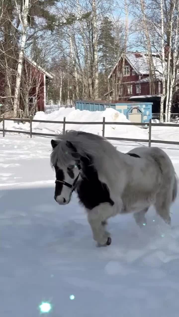 Island hästar till salu: Tillfälle  - Video 1