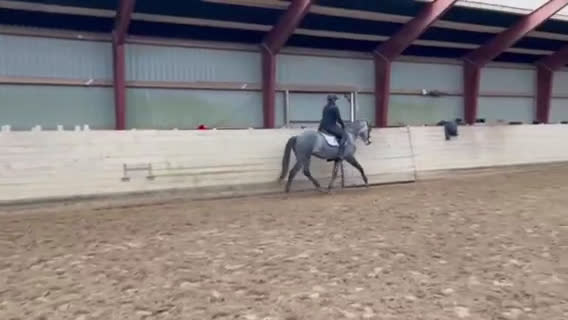 Dressyr hästar till salu: 4 årig spansk varmblods sto i Vadum - Video 1