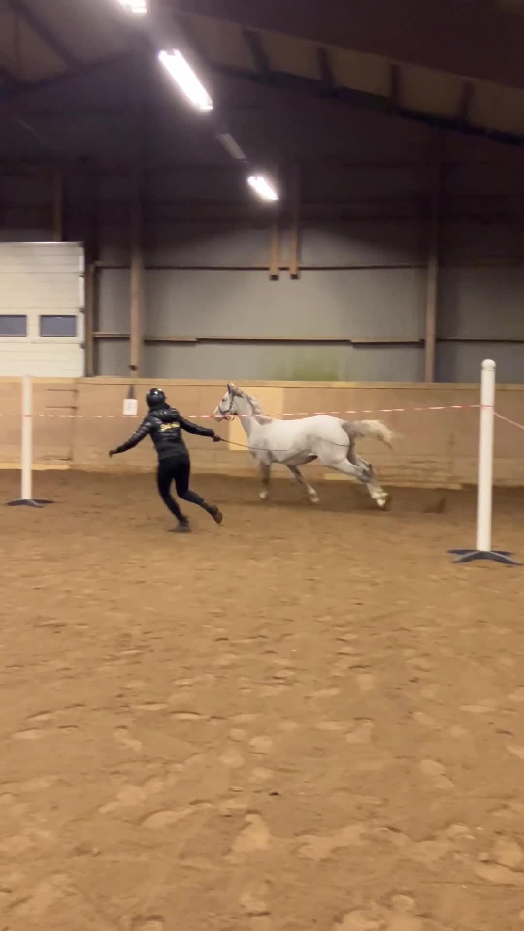 Hoppning hästar till salu: 3åring e. Colorit Z (1.60) - Querlybet Hero (1.55) - Video 1