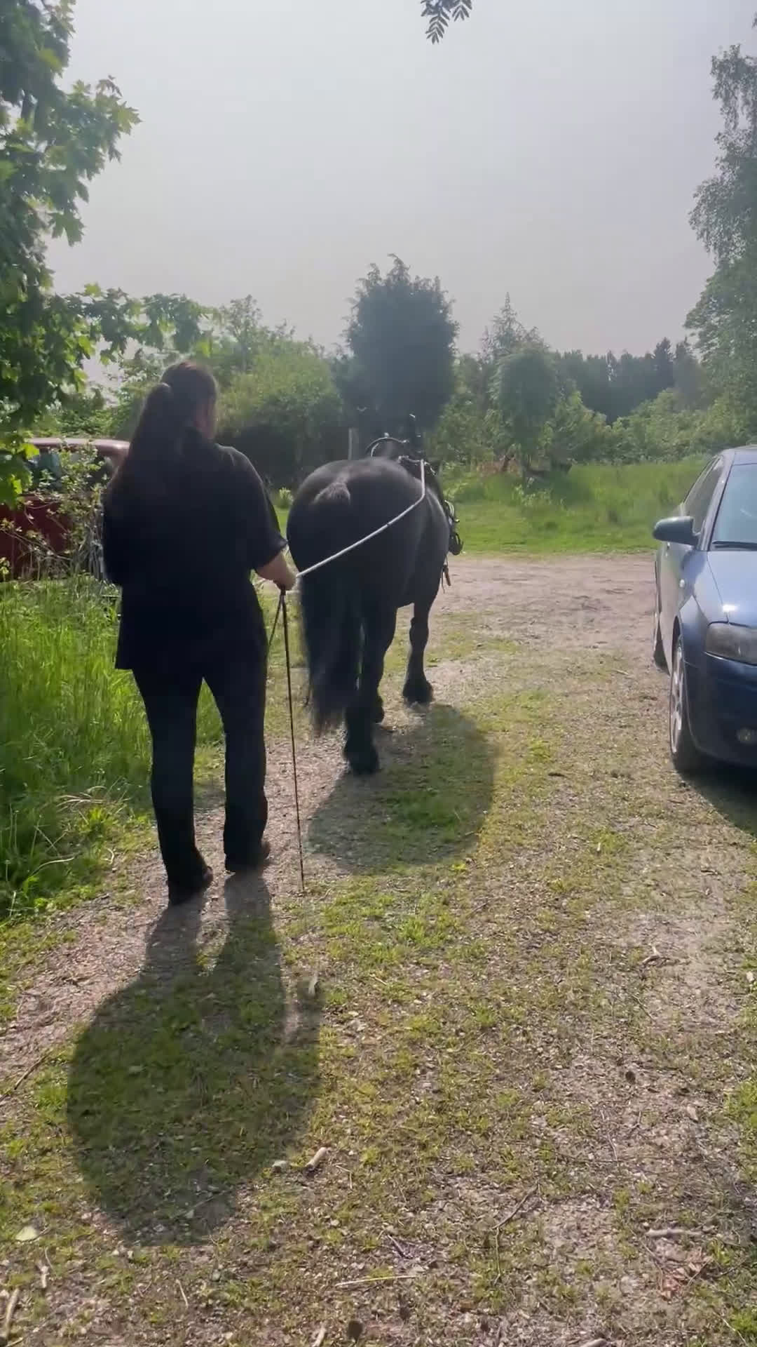 Allround hästar till salu: Fellponny i Ärla - Video 1