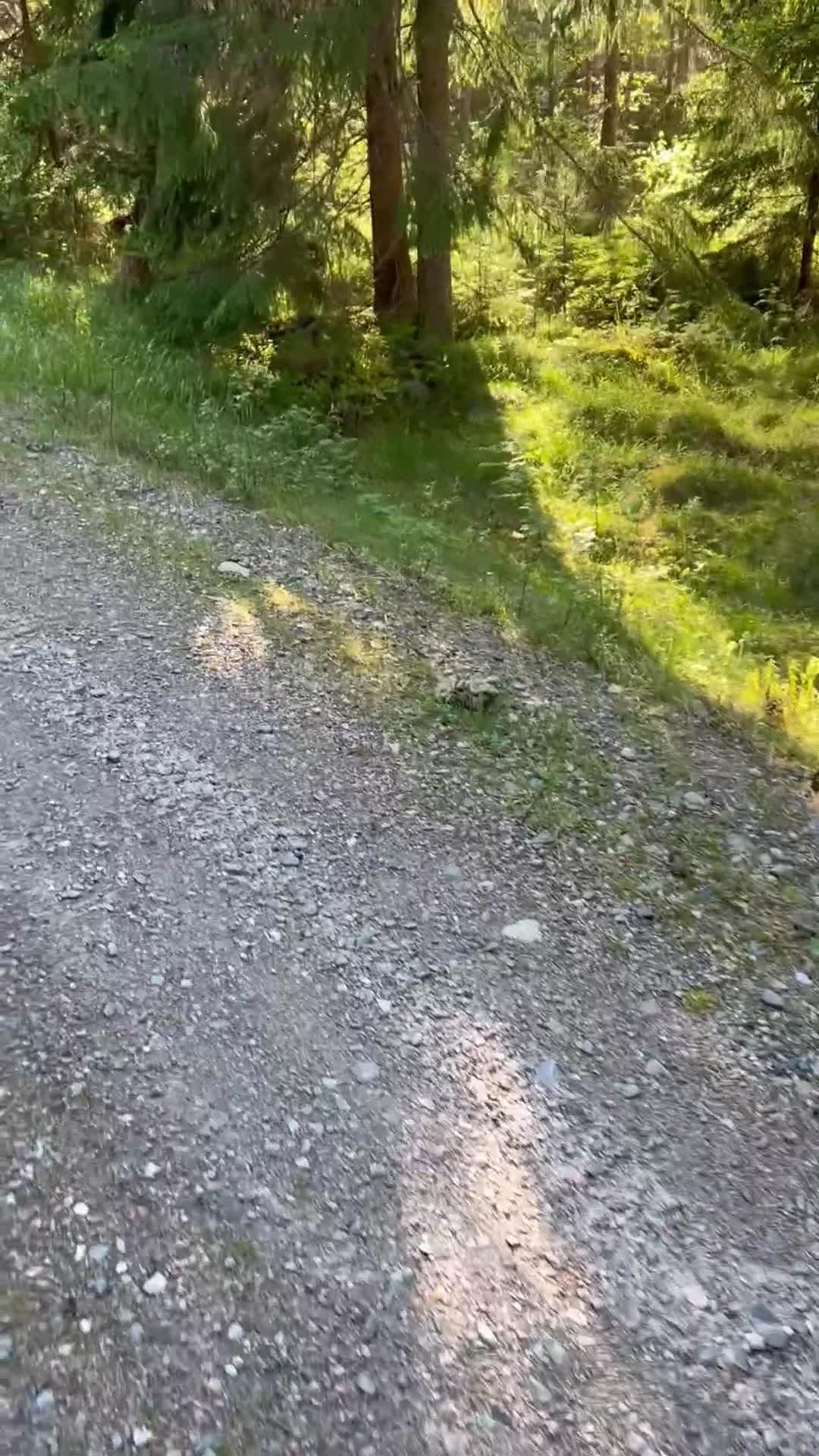 Dressyr hästar till salu: Spansk iberkorsning - Video 4