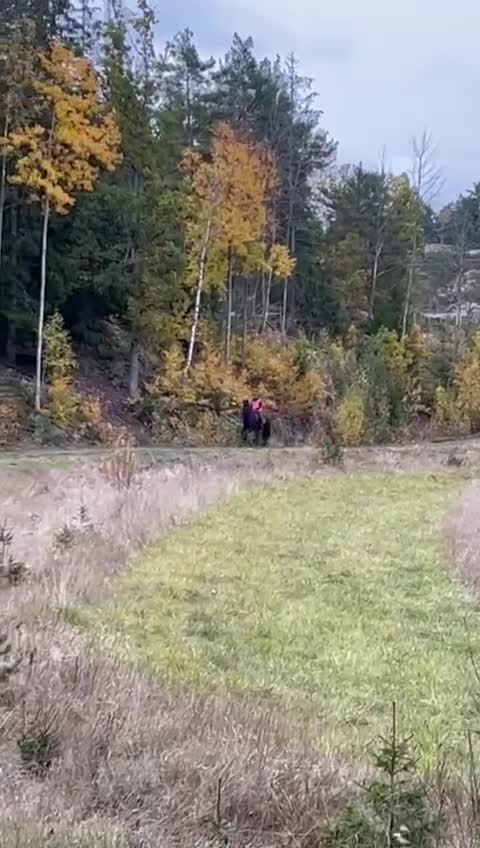 Allround hästar till salu: Enya af Jägersborg - Video 1