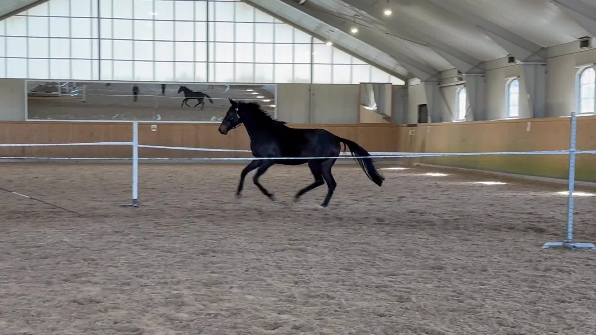 Hoppning hästar till salu: Lovande fyraåring  - Video 1