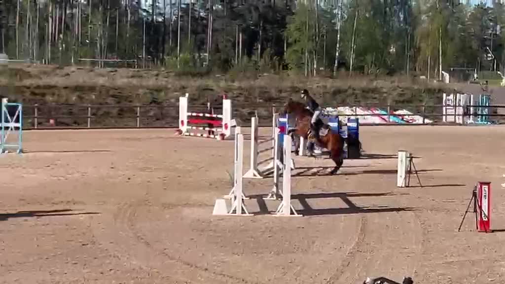 Hoppning hästar till salu: Talangfullt sto! - Video 1