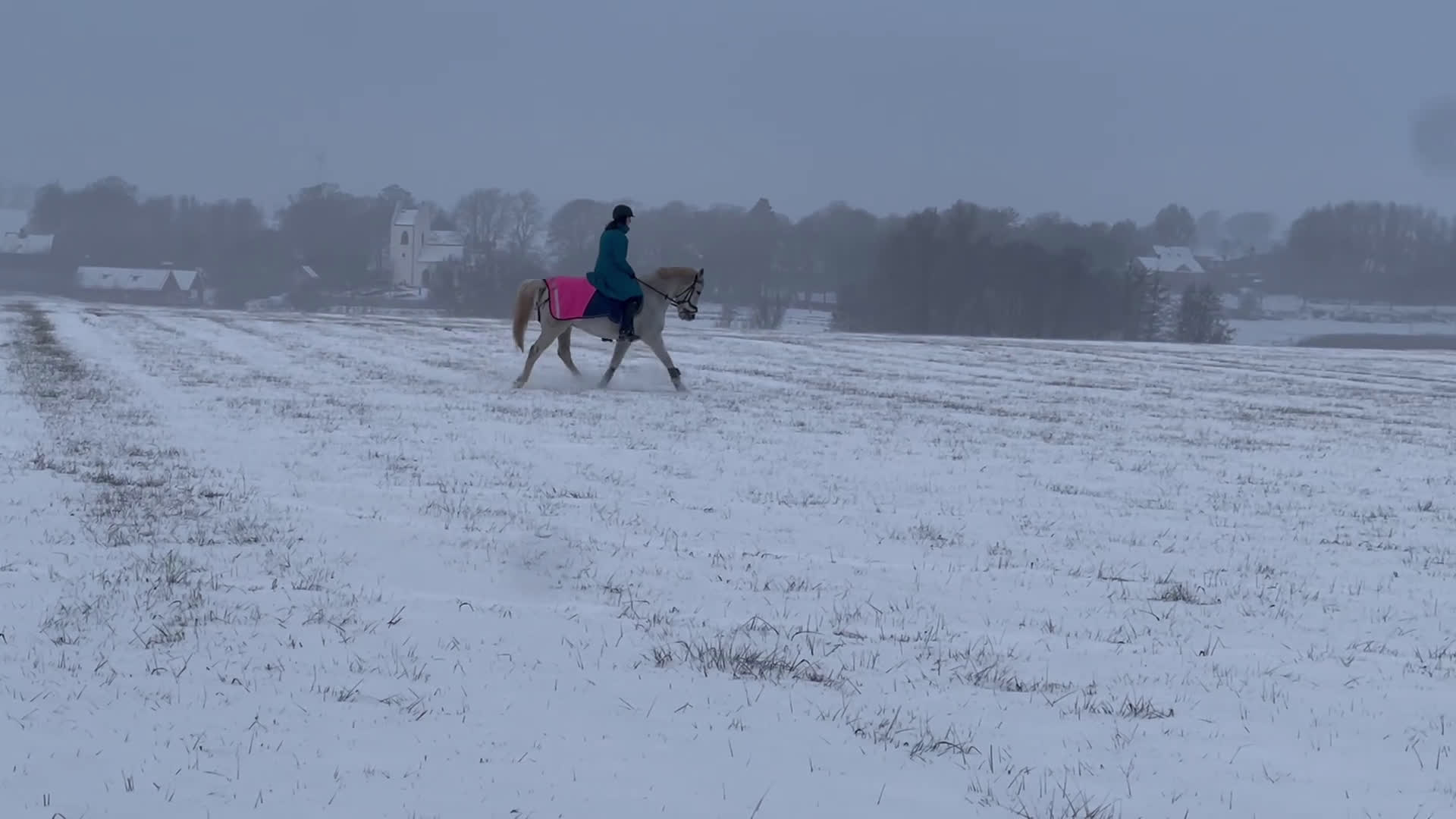 Allround hästar till salu: Charming D-ponny - Video 2