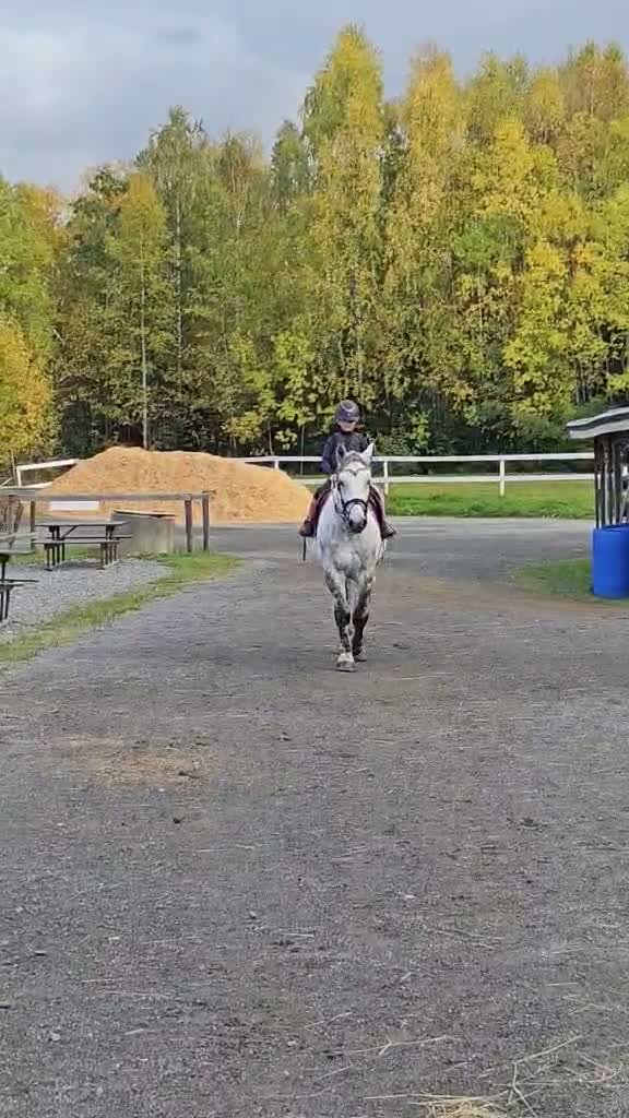 Allround hästar till salu: Mysig ponny - Video 2