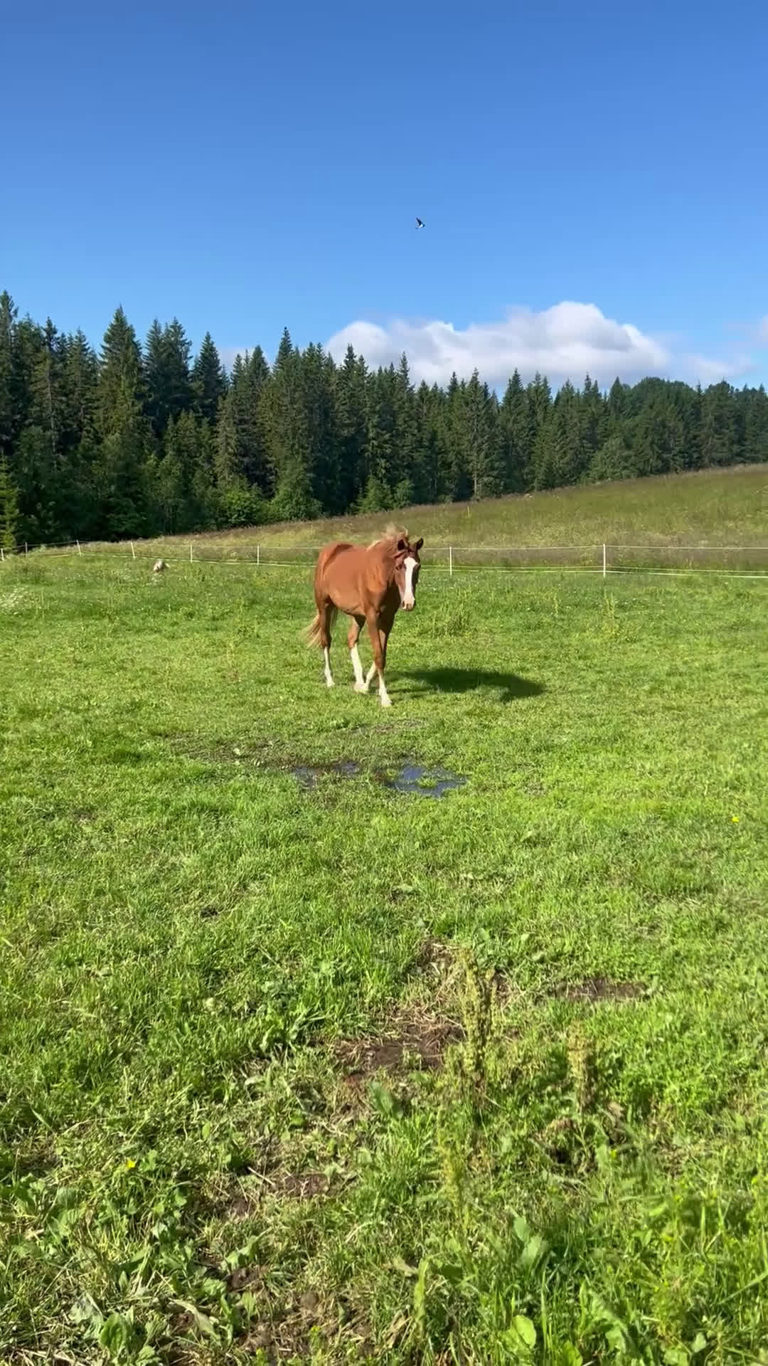 Hoppning hästar till salu: Vackert 3års sto i Bergsjö - Video 2