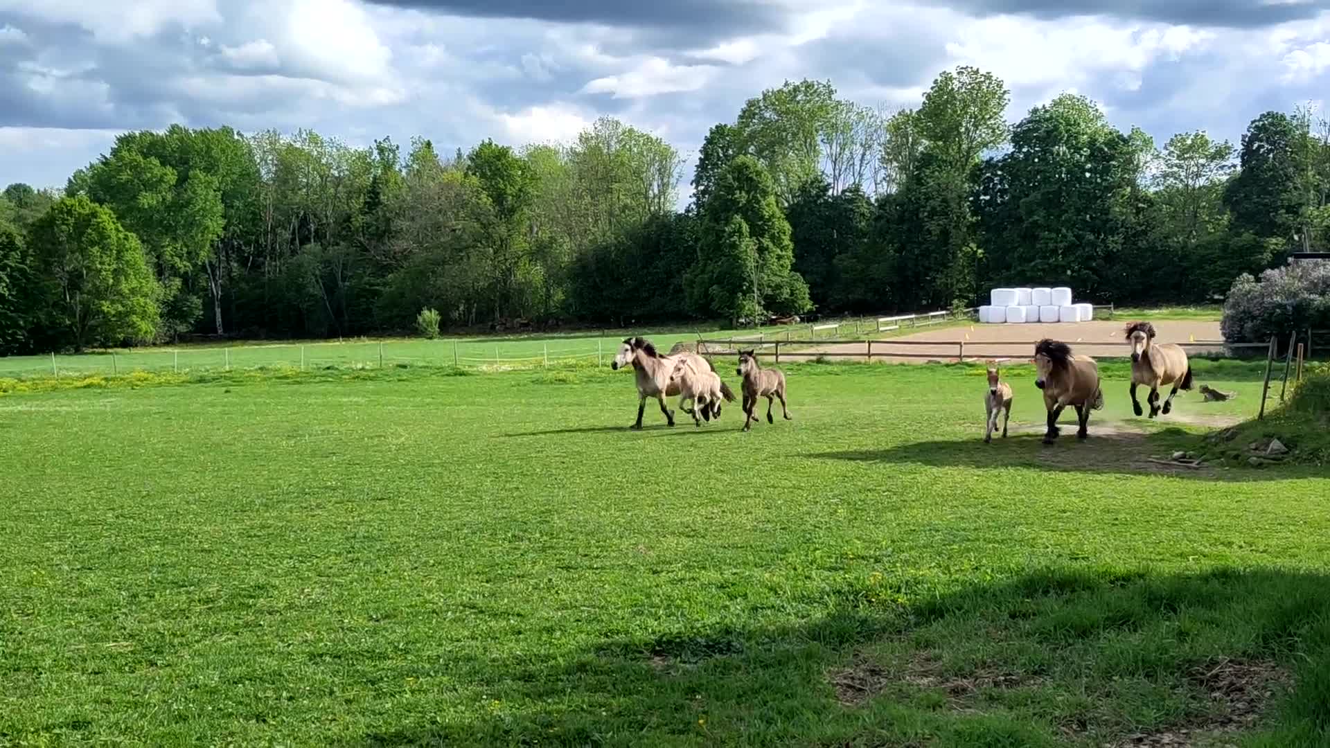 Allround hästar till salu: 3 mysiga hingstföl - Video 1