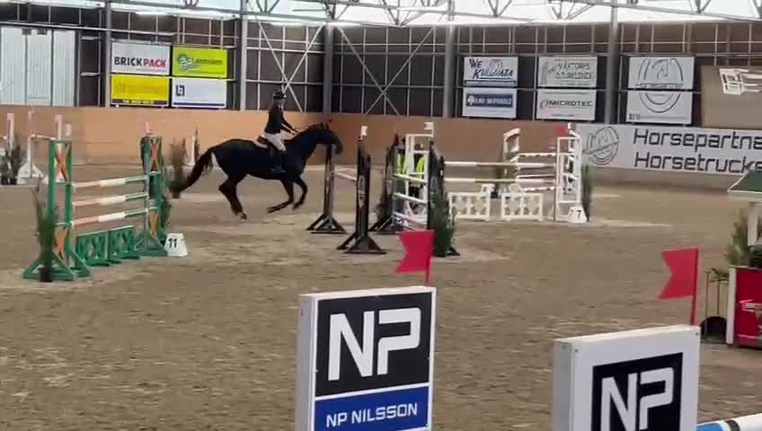Hoppning hästar till salu: Toppstammad supersnäll hoppvalack i Strängnäs - Video 5
