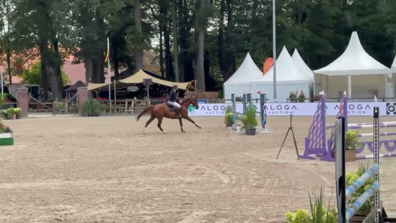 Hoppning hästar till salu: 5 års sto med kvalitet  - Video 3