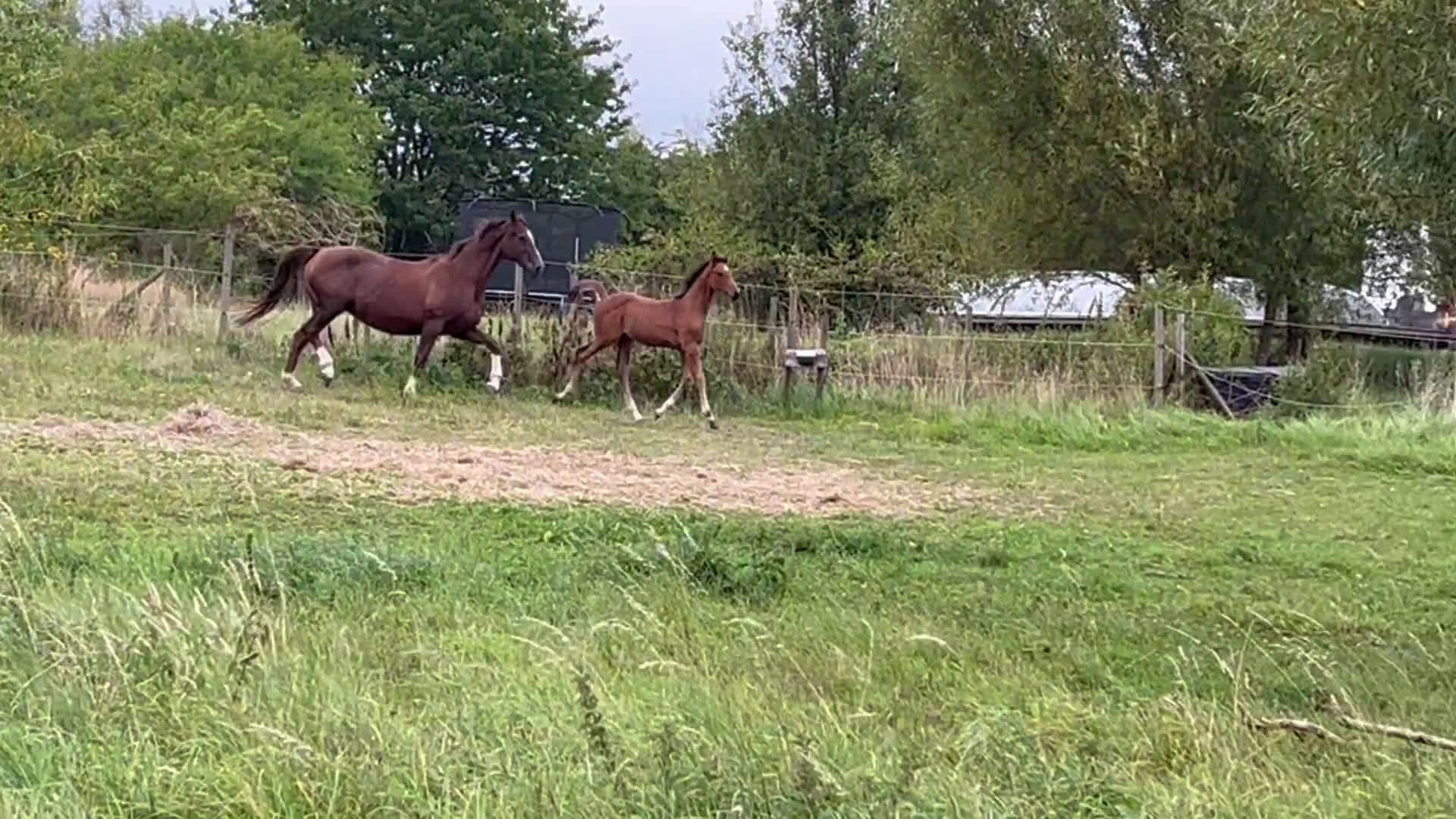 Allround hästar till salu: Passa på att fynda i Skurup - Video 2