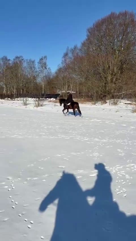 Hoppning hästar till salu: Supertrevlig 5 åring  - Video 3